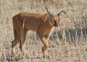 droopy caracal_7_KTP_2010